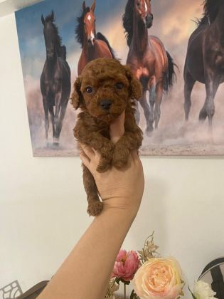 KURABİYE TADINDA MÜKEMMEL KALİTE POODLE YAVRULAR