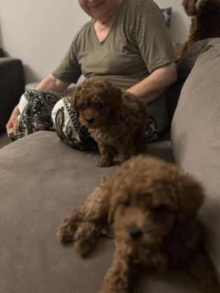 KURABİYE TADINDA MÜKEMMEL KALİTE POODLE YAVRULAR