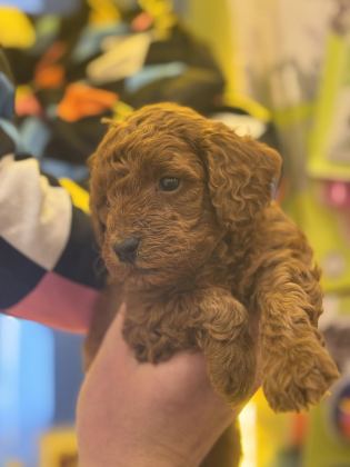7 YILLIK TECRÜBEMİZ İLE POODLE YAVRULARIMIZ SİZLERLE