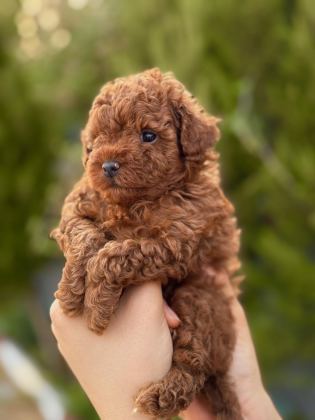HARİKA KALİTEDE TOY POODLE YAVRULARIMIZ