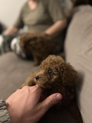 KURABİYE TADINDA MÜKEMMEL KALİTE POODLE YAVRULAR
