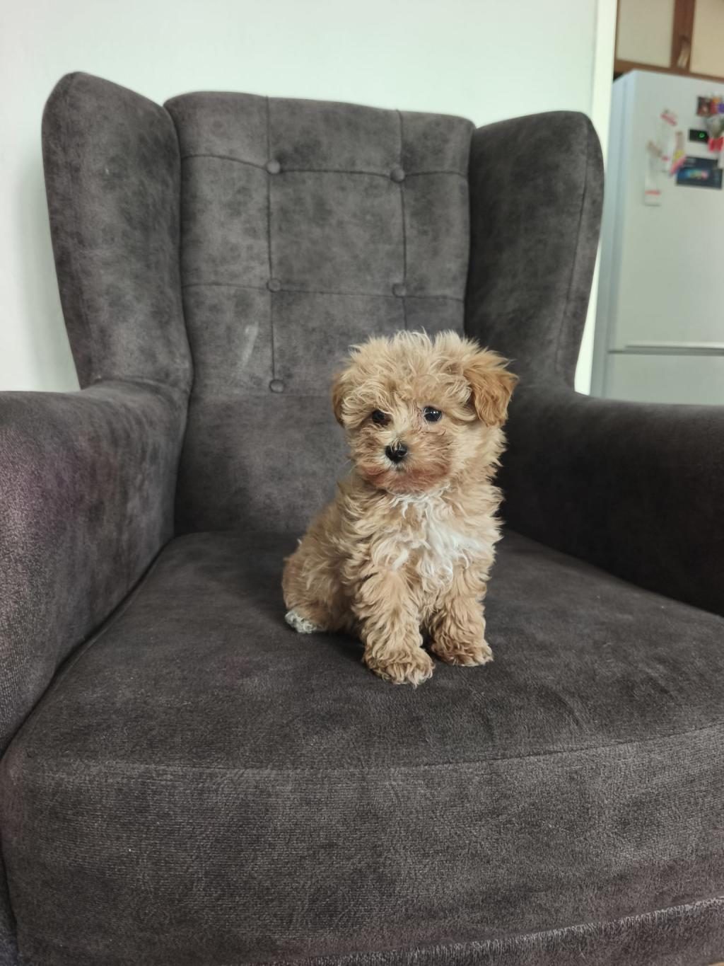 MALTİPOO YAVRULARI