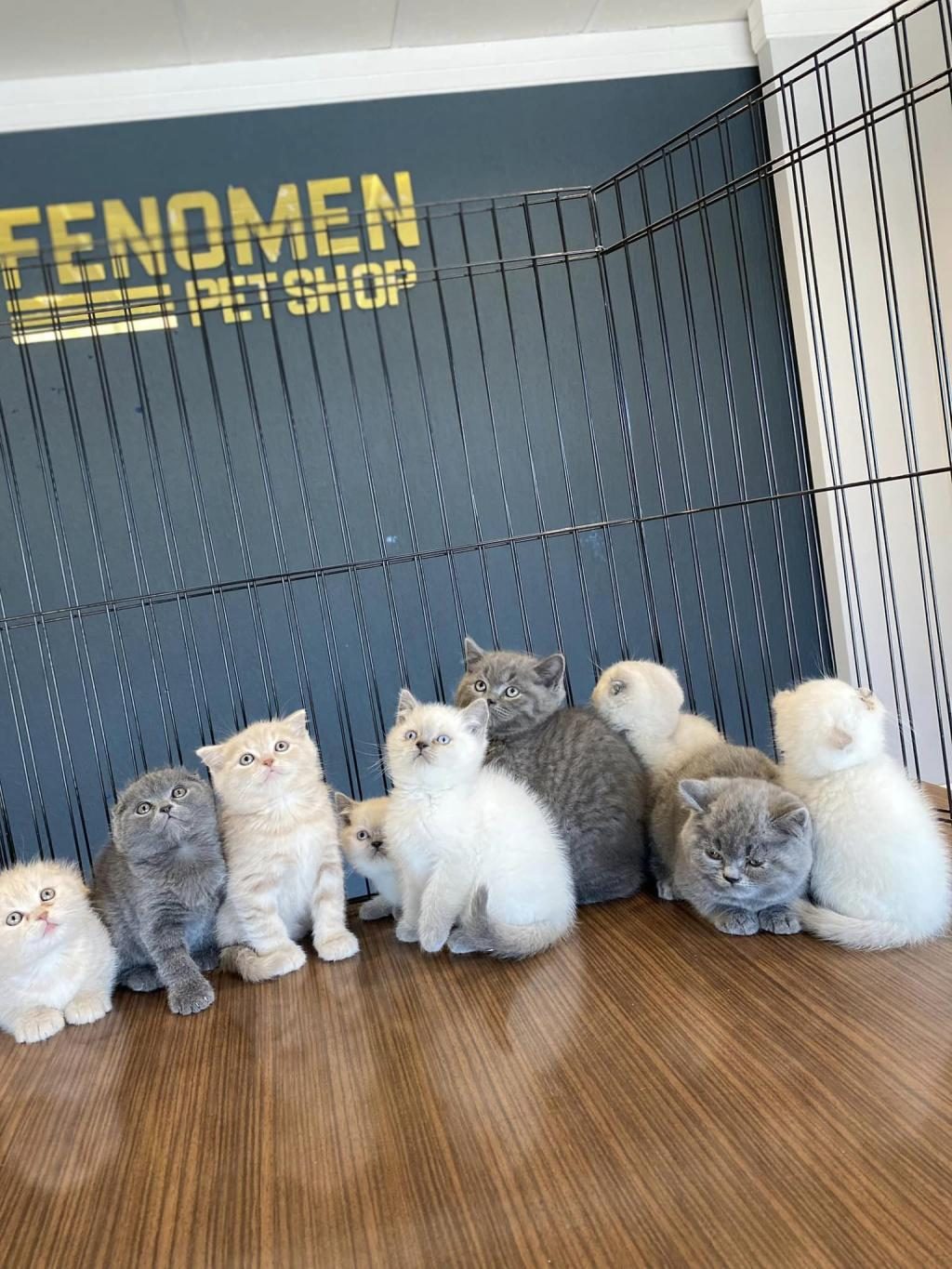 RENK RENK BRITISH SHORTHAIR YAVRULARIMIZ FENOMEN PET S