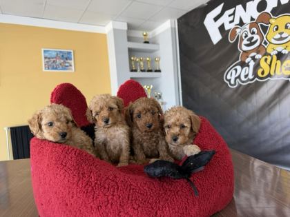 EN GÜZEL TOY POODLE YAVRULAR BENDE VAR FENOMEN PETS