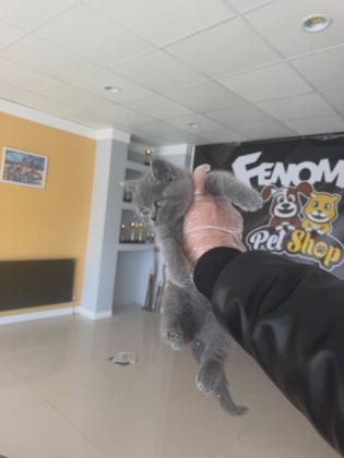 RENK RENK BRITISH SHORTHAIR YAVRULARIMIZ FENOMEN PET S