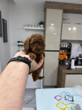 İYİSİNİ ARAYANLARA GERÇEK KORE TOY POODLE YAVRULAR GELDİ