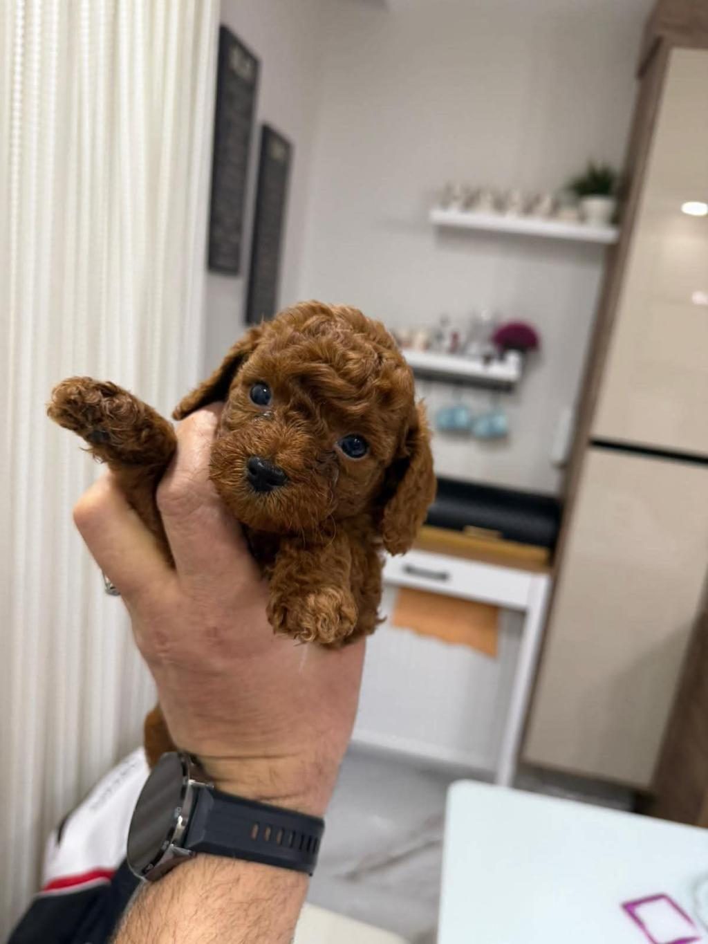 İYİSİNİ ARAYANLARA GERÇEK KORE TOY POODLE YAVRULAR GELDİ