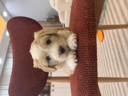 MALTİPOO YAVRUM