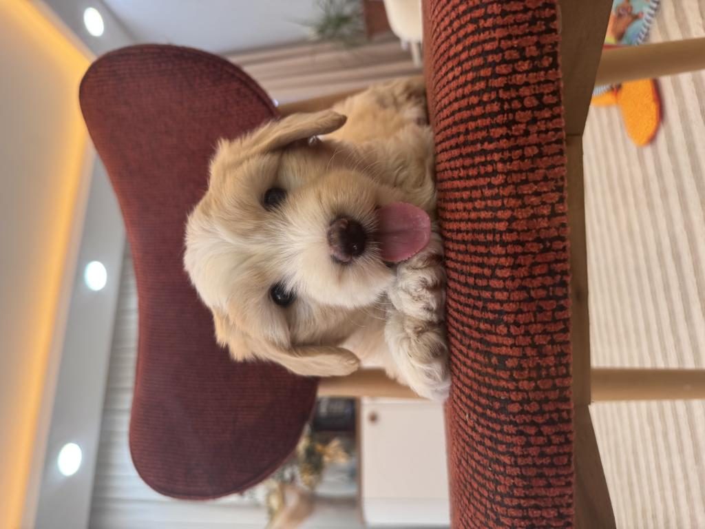 MALTİPOO YAVRUM