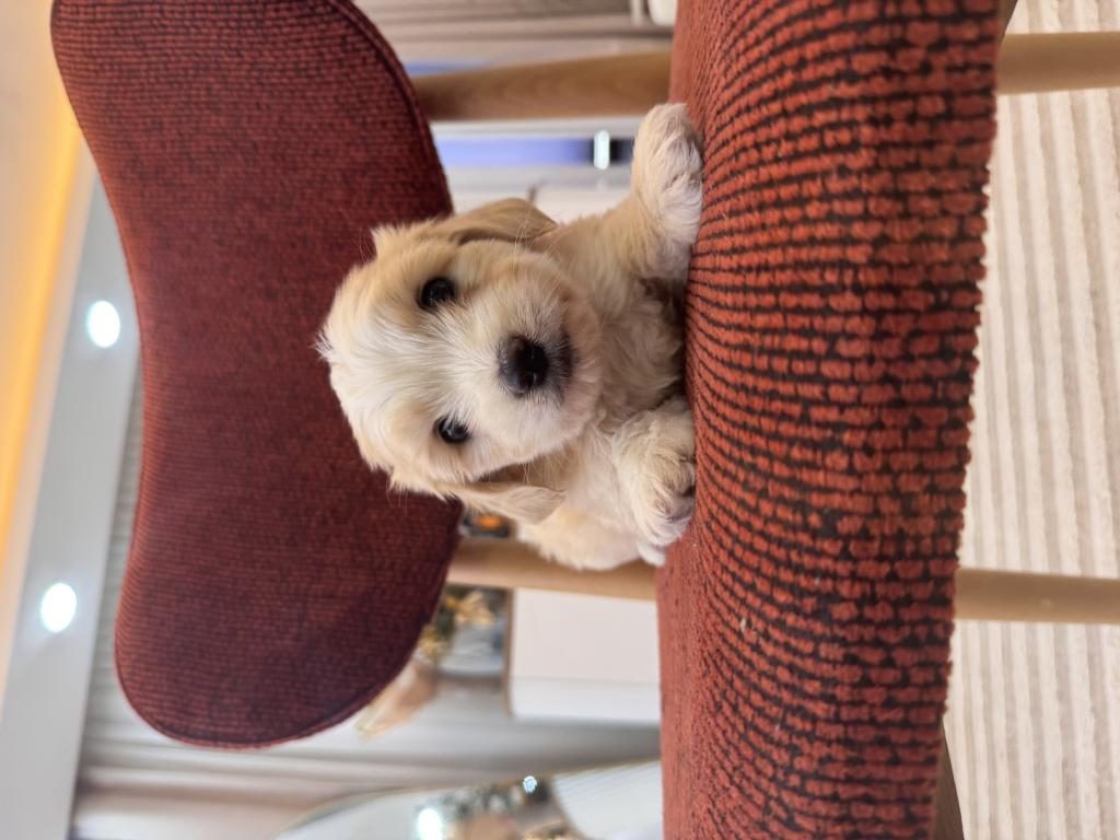 MALTİPOO BEBEĞİM
