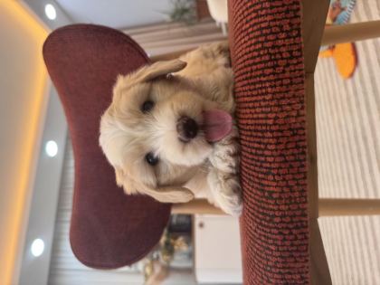 MALTİPOO YAVRUM