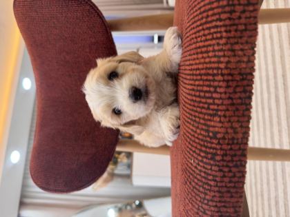 MALTİPOO BEBEĞİM