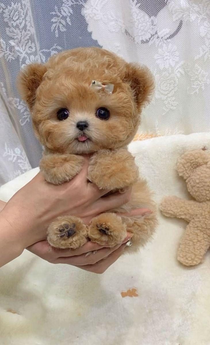 SHOW KALİTE MALTİPOO YAVRUM