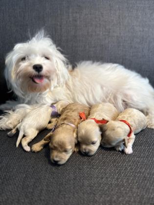 EN KÜÇÜK MALTİPOO (KORE)