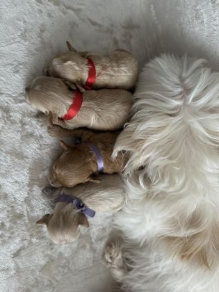 EN KÜÇÜK MALTİPOO (KORE)