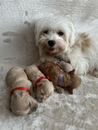 EN KÜÇÜK MALTİPOO (KORE)