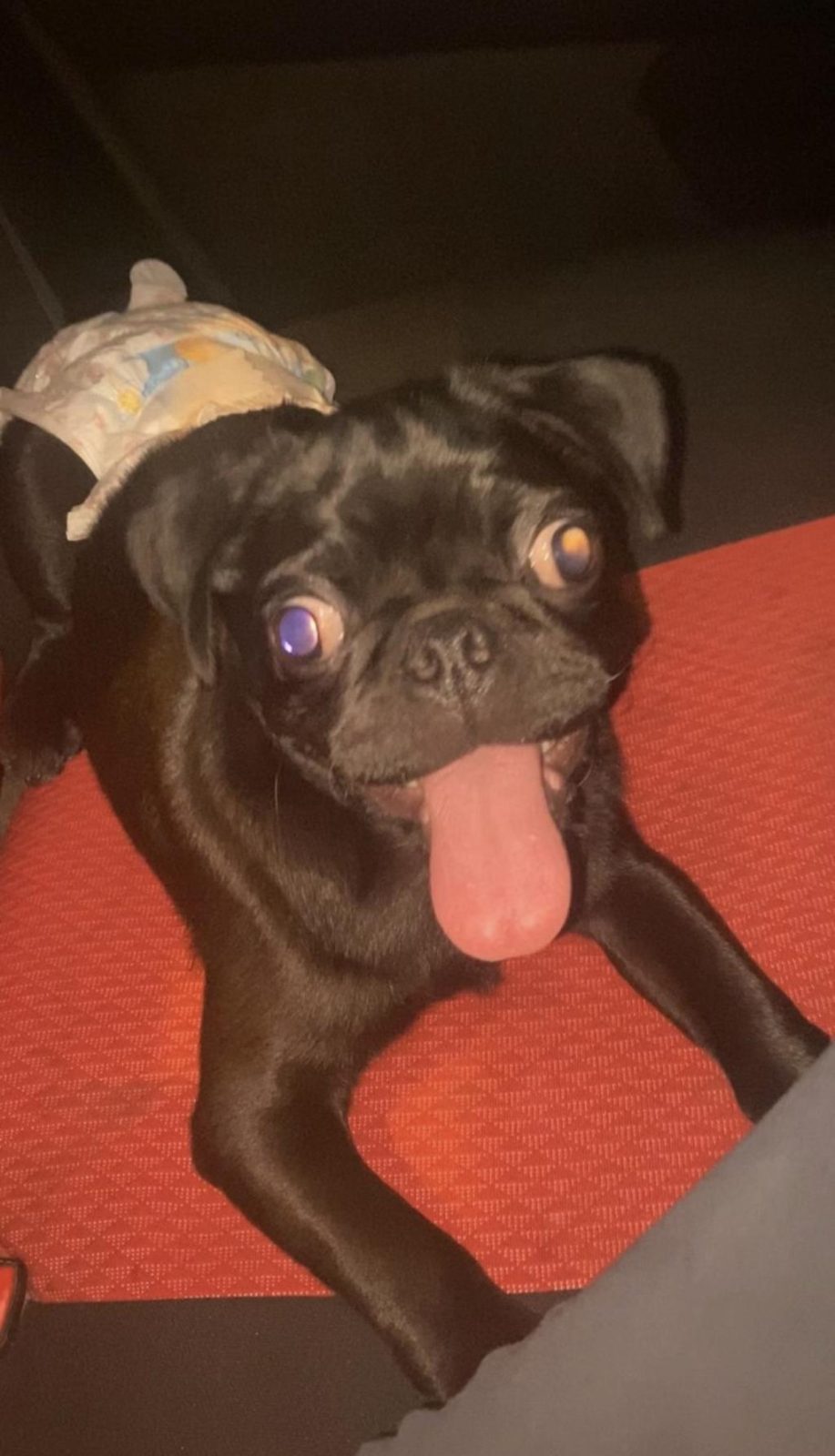 4 AYLIK EVCİL SİYAH PUG KÖPEĞİ