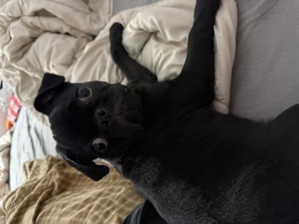 4 AYLIK EVCİL SİYAH PUG KÖPEĞİ