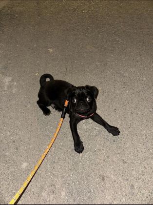 4 AYLIK EVCİL SİYAH PUG KÖPEĞİ