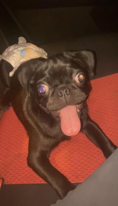 4 AYLIK EVCİL SİYAH PUG KÖPEĞİ