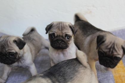 PUG YAVRULARI YENİ EVLERİNE GİTMEYE HAZIRLAR