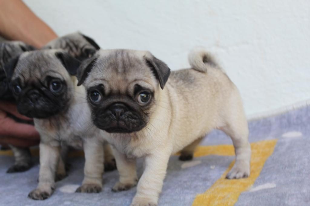 PUG YAVRULARI YENİ EVLERİNE GİTMEYE HAZIRLAR