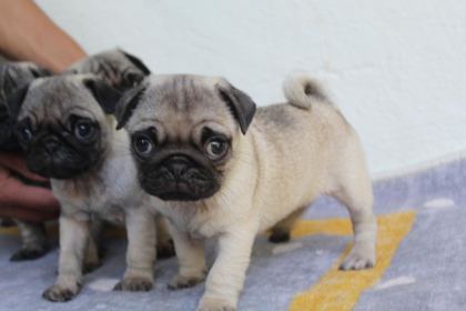 PUG YAVRULARI YENİ EVLERİNE GİTMEYE HAZIRLAR