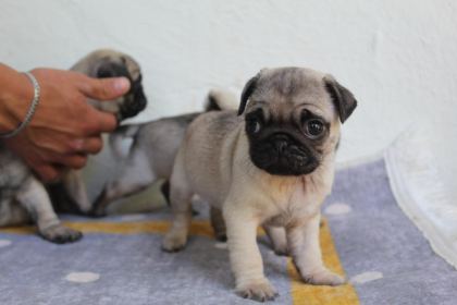 PUG YAVRULARI YENİ EVLERİNE GİTMEYE HAZIRLAR