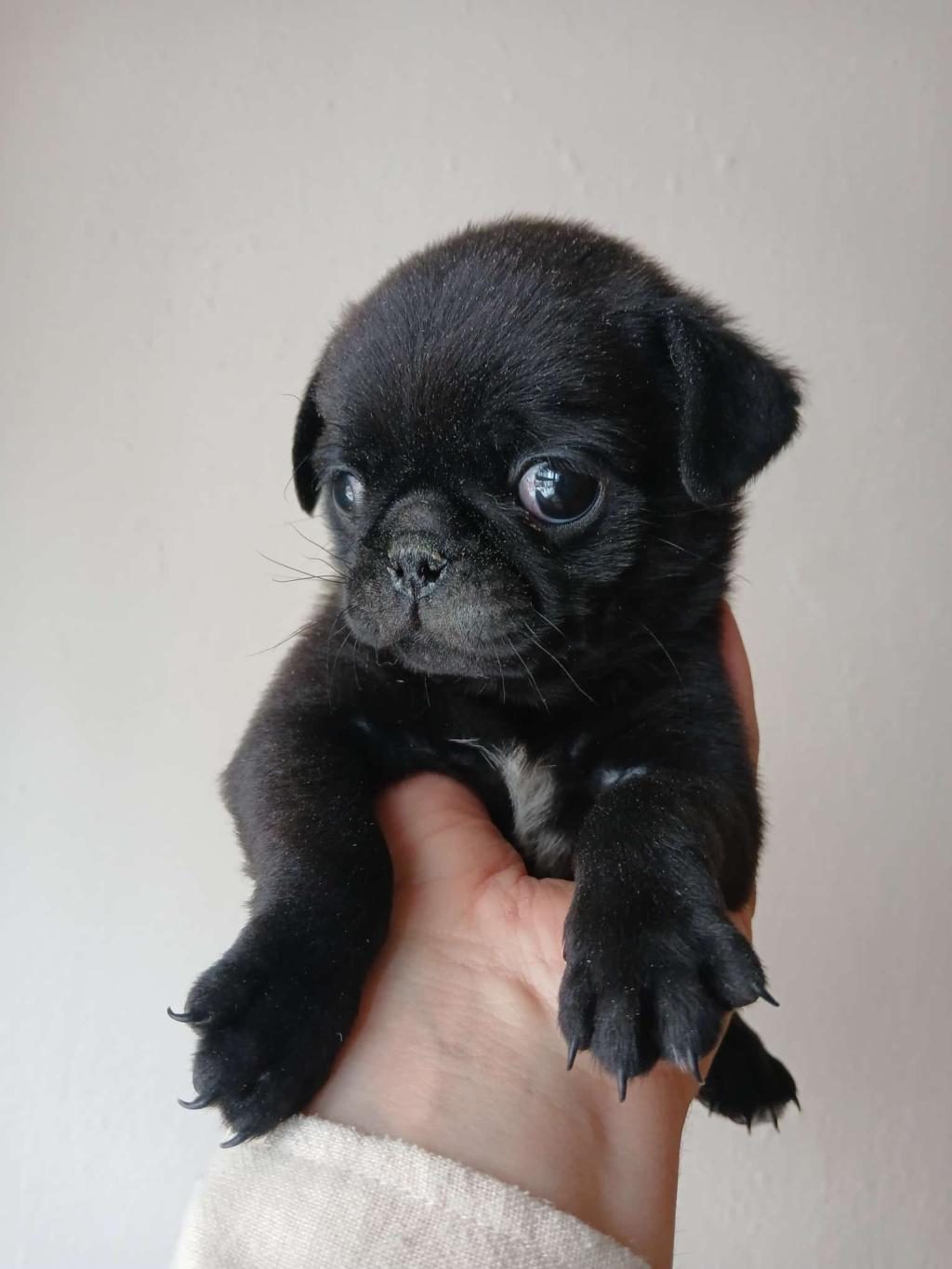 IRK VE SAĞLIK GARANTİLİ PUG KÖPEKLER