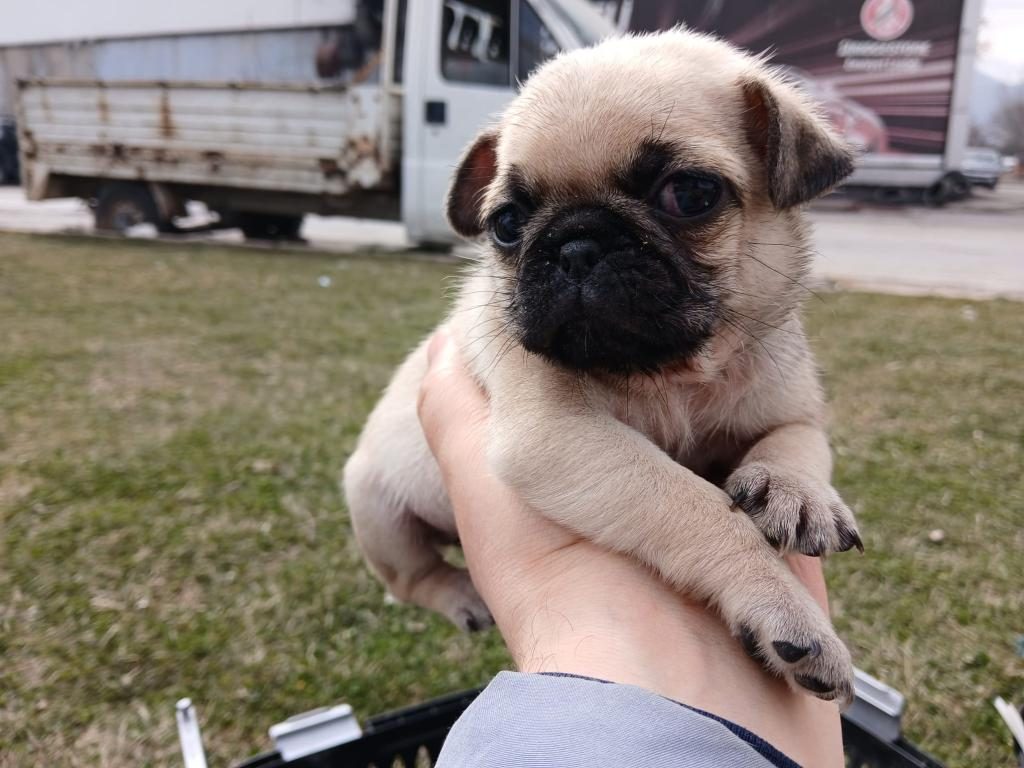 IRK VE SAĞLIK GARANTİLİ PUG