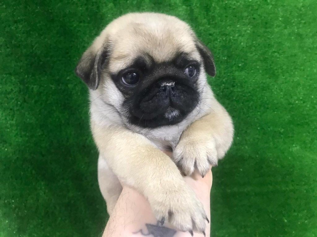 IRK VE SAĞLIK GARANTİLİ PUG