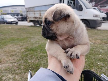 IRK VE SAĞLIK GARANTİLİ PUG