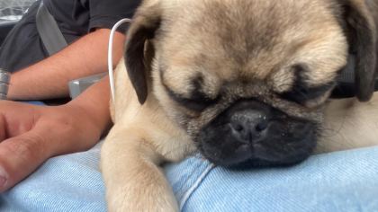 A KALİTE PUG MOPS