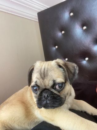 A KALİTE PUG MOPS