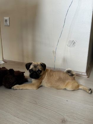 A KALİTE PUG MOPS