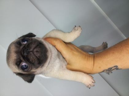 DİŞİ ERKEK PUG BEBEKLER