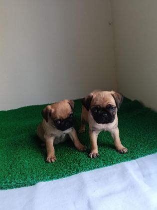 PİNK TAŞIYICI PUG