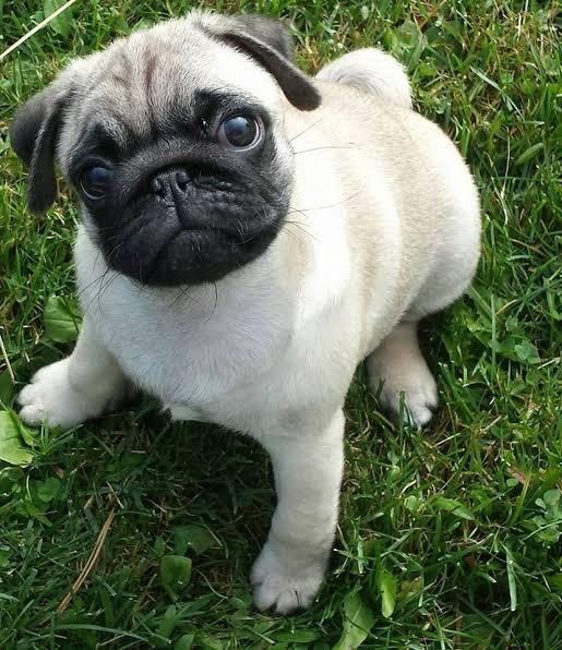 PİNK TAŞIYICI PUG KÖPEĞİ