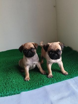 PİNK TAŞIYICI PUG