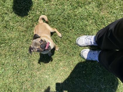 5 AYLIK DİŞİ PUG