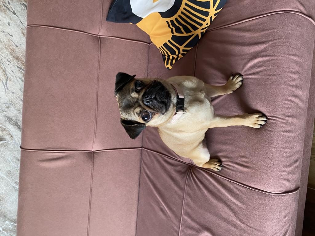 5 AYLIK DİŞİ PUG