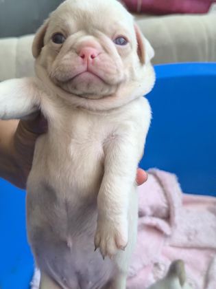 PUG MOPS BEBEKLER