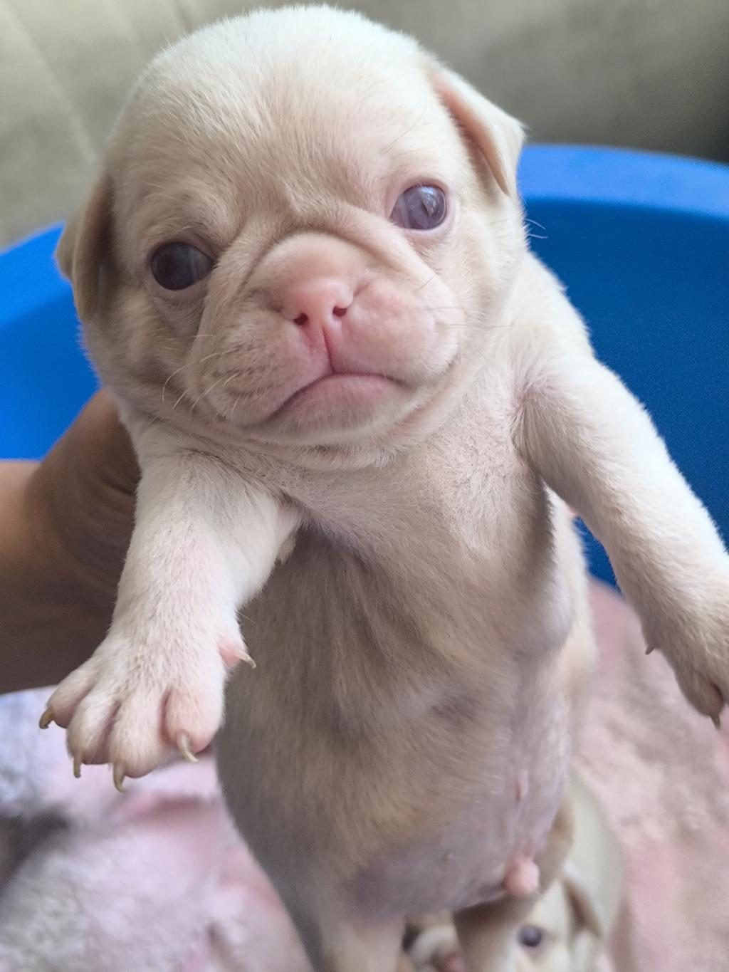 PUG MOPS BEBEKLER