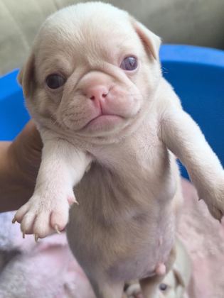 PUG MOPS BEBEKLER
