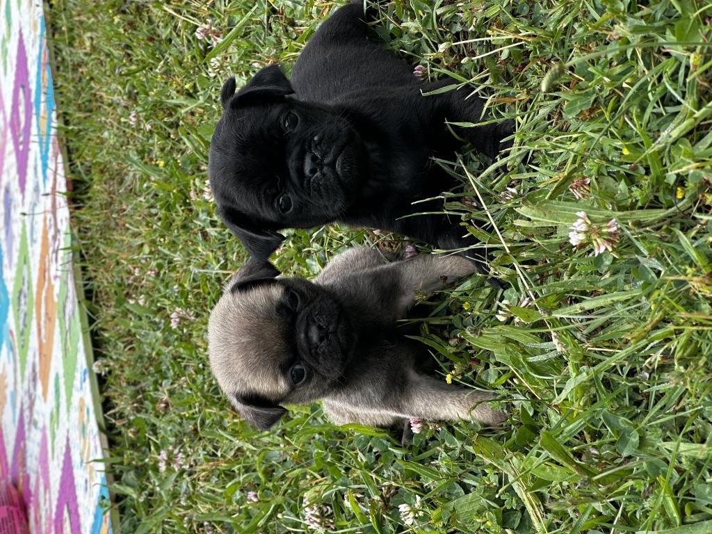 PUG YAVRULARIMIZI TEK YA DA TOPLU VERMEK İSTİYORUZ