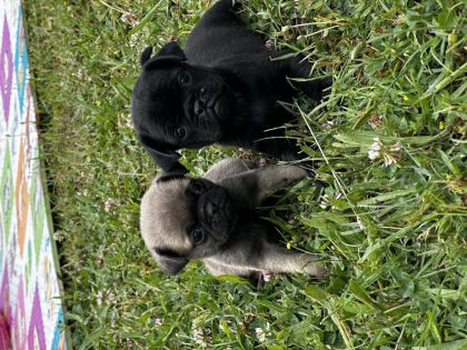 PUG YAVRULARIMIZI TEK YA DA TOPLU VERMEK İSTİYORUZ