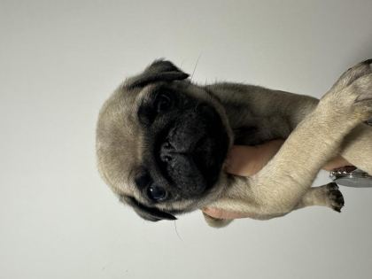2 AYLIK PUG YAVRULAR