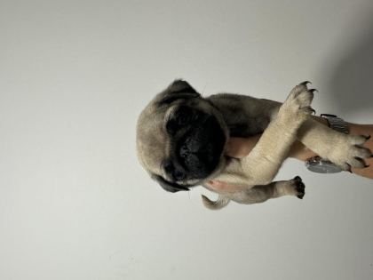 2 AYLIK PUG YAVRULAR