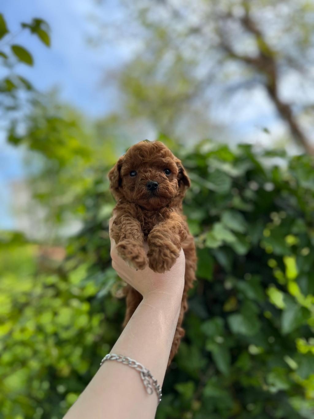 GÜZEL POODLE BEBEKLER