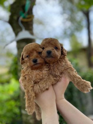 GÜZEL POODLE BEBEKLER